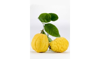 cedro