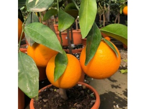 arancio-thompson
