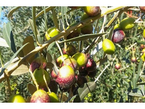 bosana