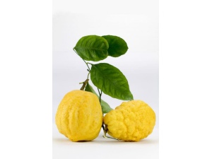 cedro