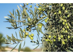 cipressino_3