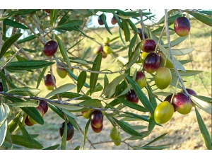 coratina