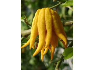 mano_di_budda