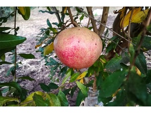 rosso_barisardo_provv