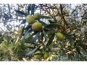 tonda_cagliari