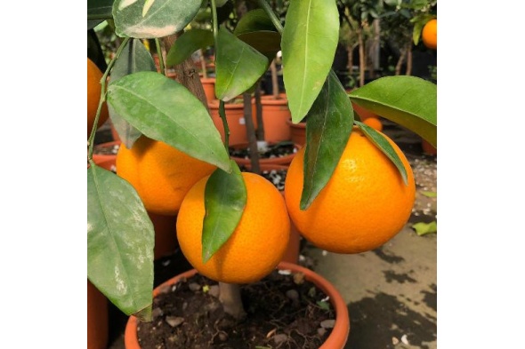 arancio-thompson