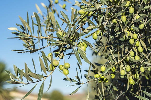 cipressino_3