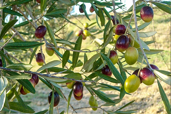 coratina